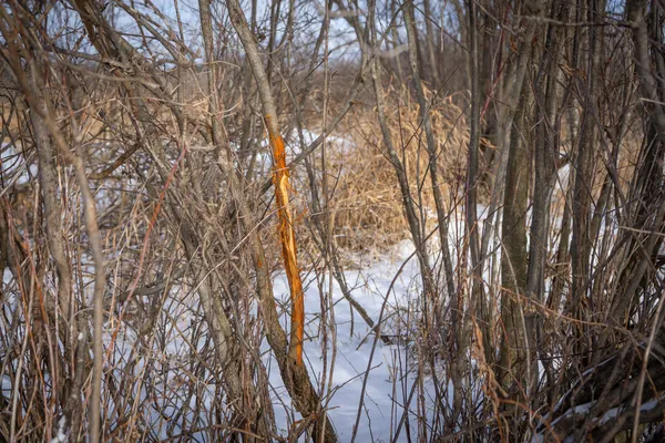 $123,000 | 5143 South 8 Mile Road, Falmouth, MI 49632