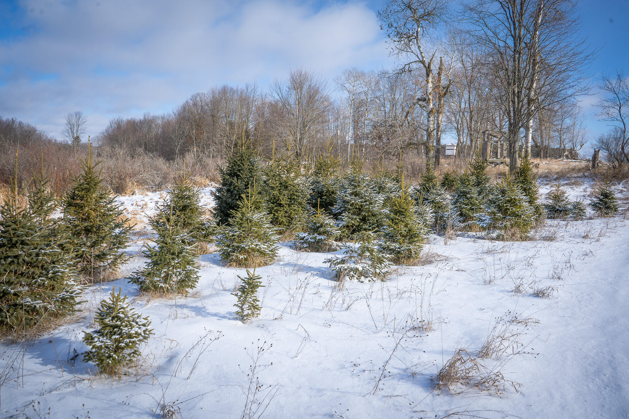 5143 South 8 Mile Road Falmouth, MI 49632 - Photo 37 of 58 DSC07496