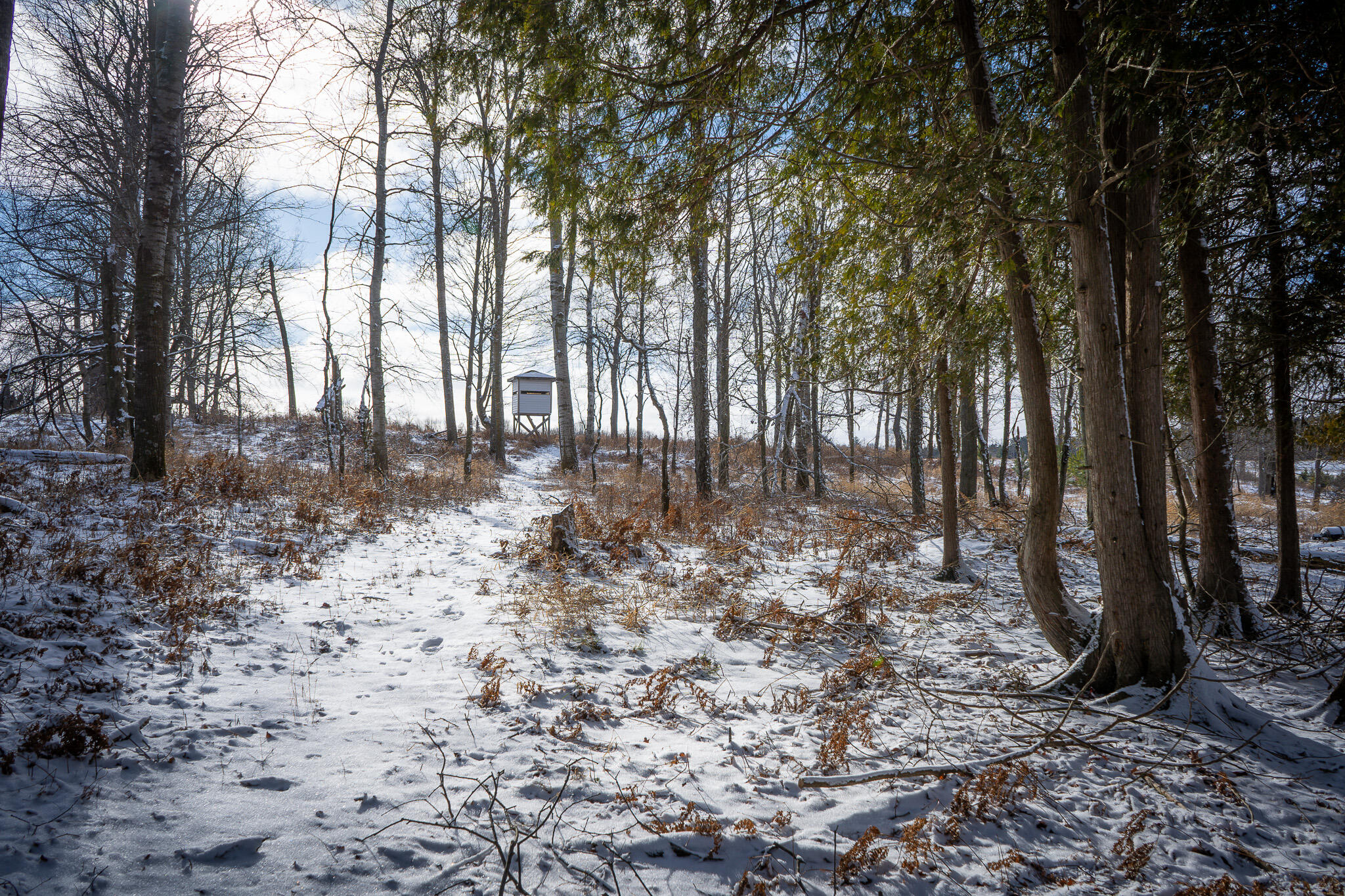 5143 South 8 Mile Road Falmouth, MI 49632 - Photo 41 of 58 DSC07505