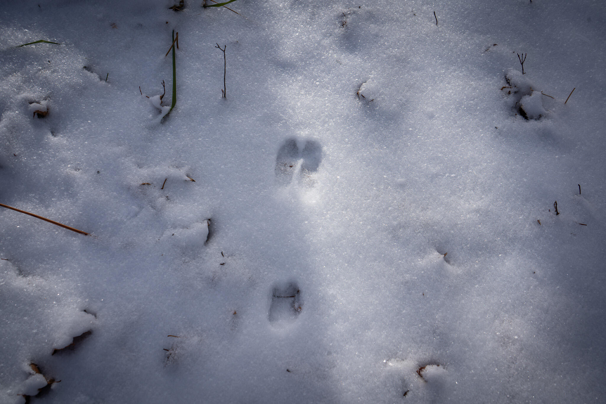 5143 South 8 Mile Road Falmouth, MI 49632 - Photo 42 of 58 DSC07506