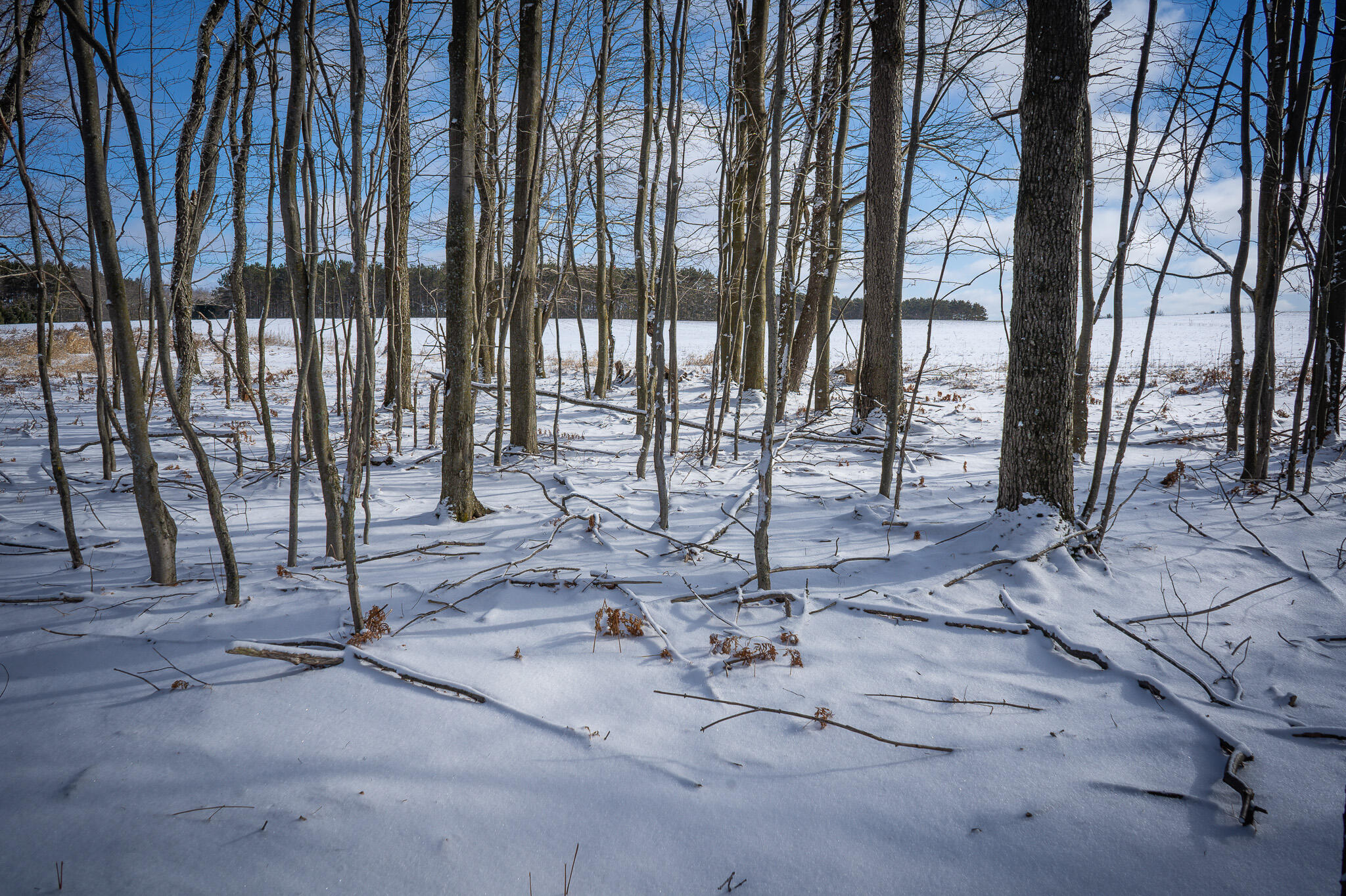 5143 South 8 Mile Road Falmouth, MI 49632 - Photo 44 of 58 DSC07508