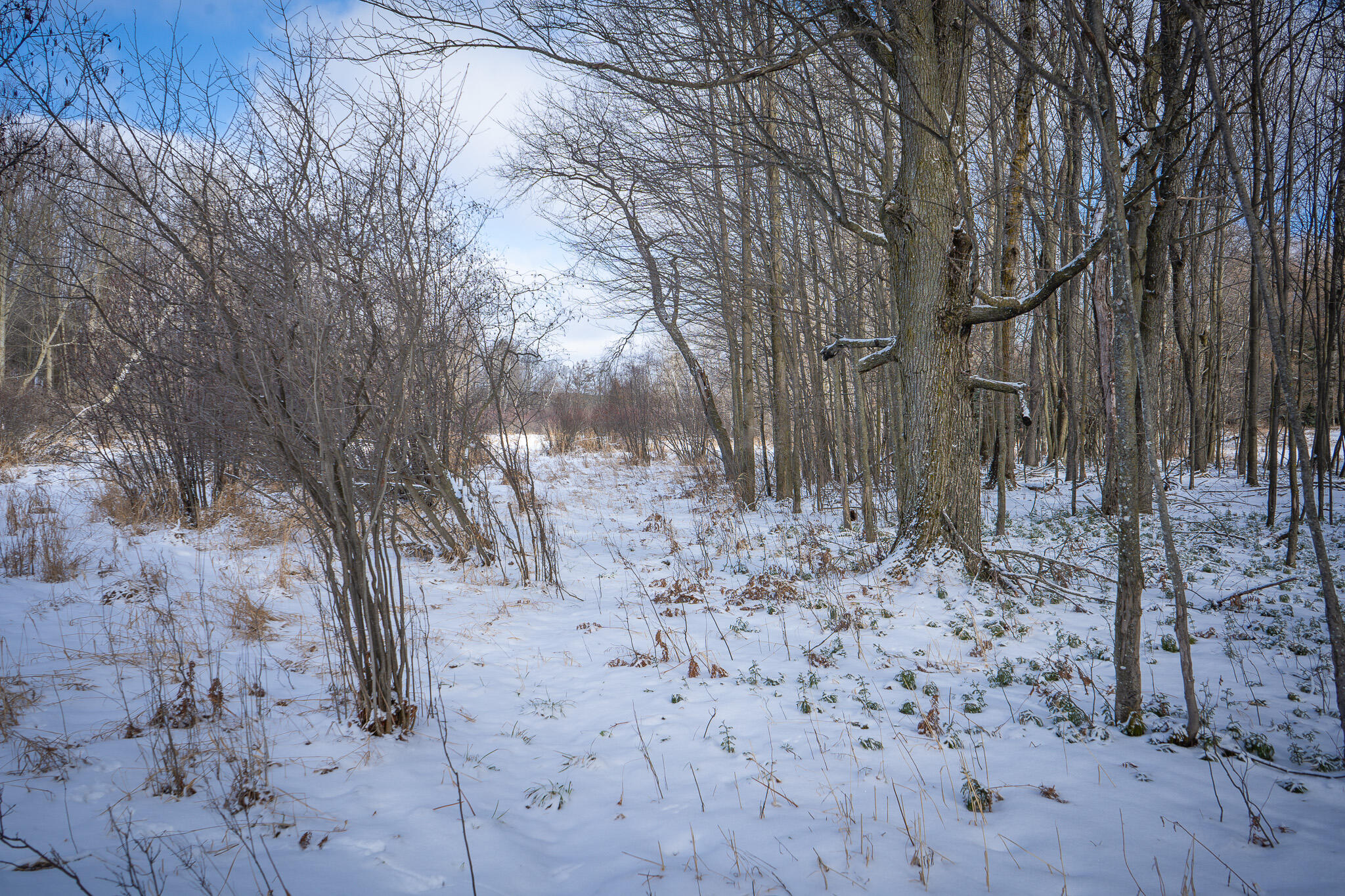 5143 South 8 Mile Road Falmouth, MI 49632 - Photo 46 of 58 DSC07511