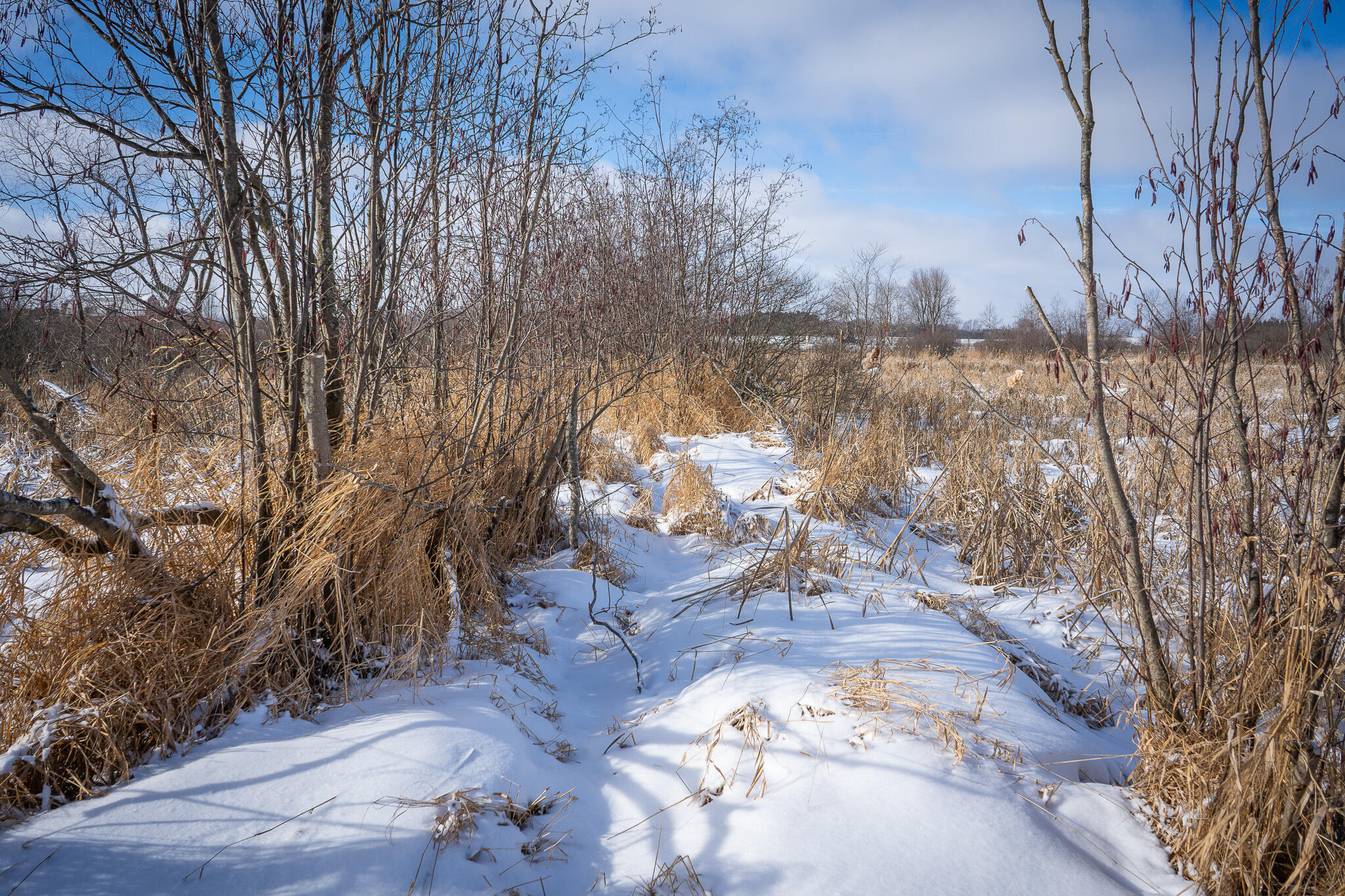 5143 South 8 Mile Road Falmouth, MI 49632 - Photo 51 of 58 DSC07516