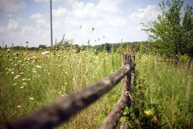 a view of a house with a yard and floor to ceiling windows and trees