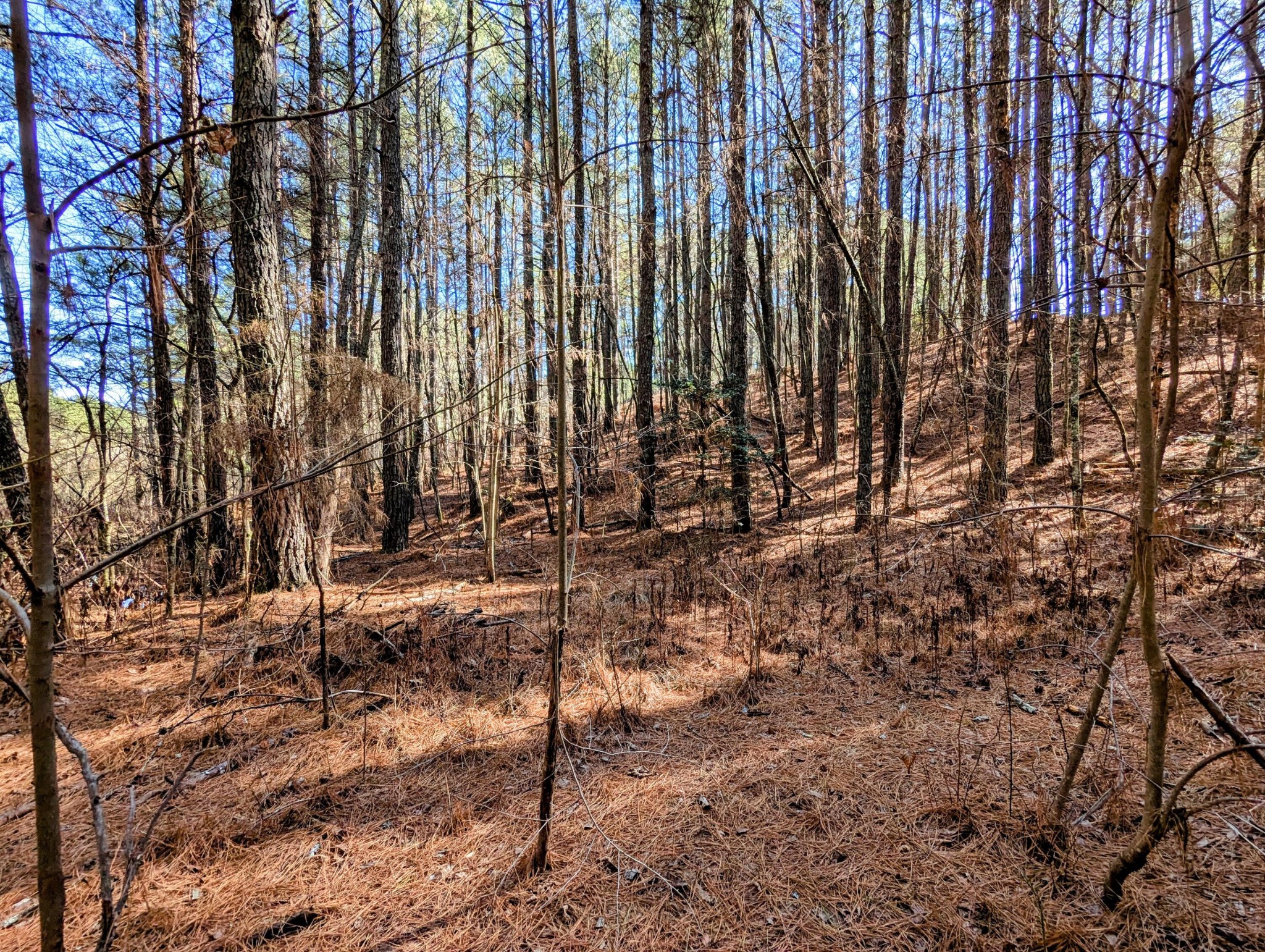 106 Winding Trail Copperhill, TN 37317 - Photo 4 of 9