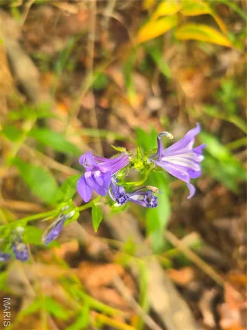 $237,500 | 20 Acres Highway, Cadet, MO 63630