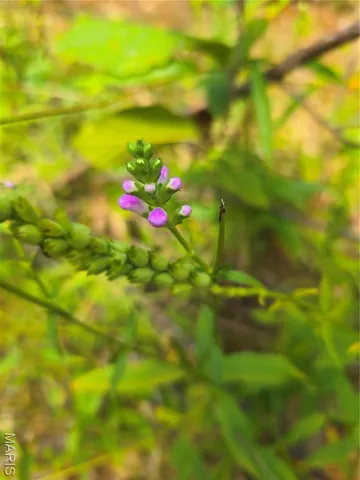 $237,500 | 20 Acres Highway, Cadet, MO 63630