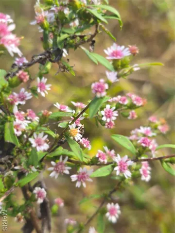 $237,500 | 20 Acres Highway, Cadet, MO 63630