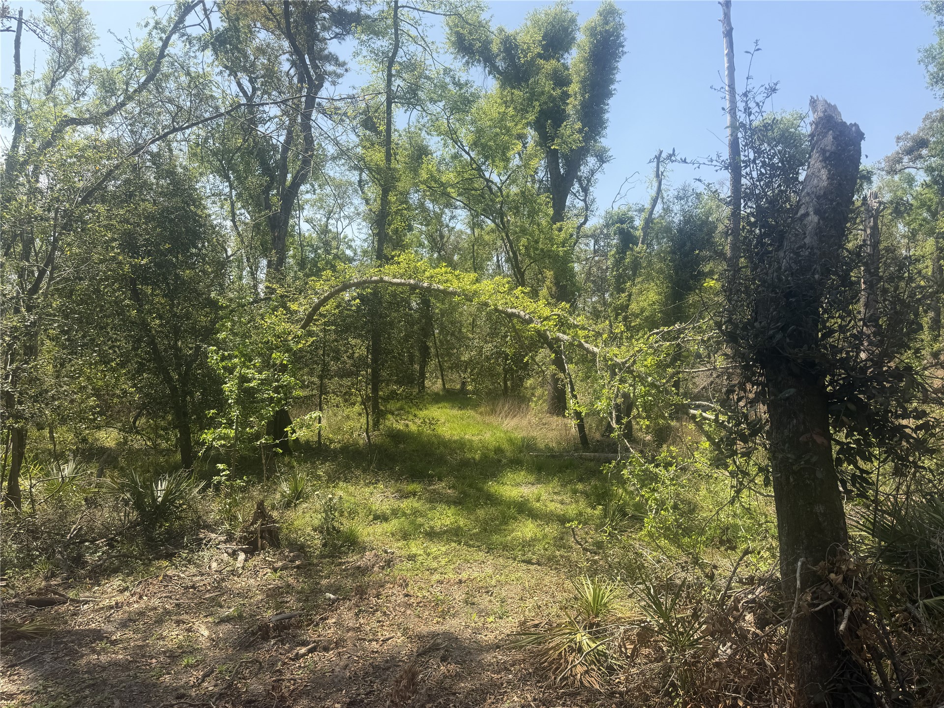 0 Southwest 77th Terrace Jasper, FL 32052 - Photo 5 of 13 a view of forest