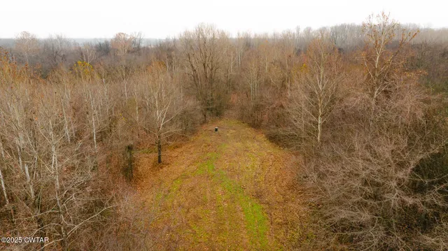 a view of a yard with large trees