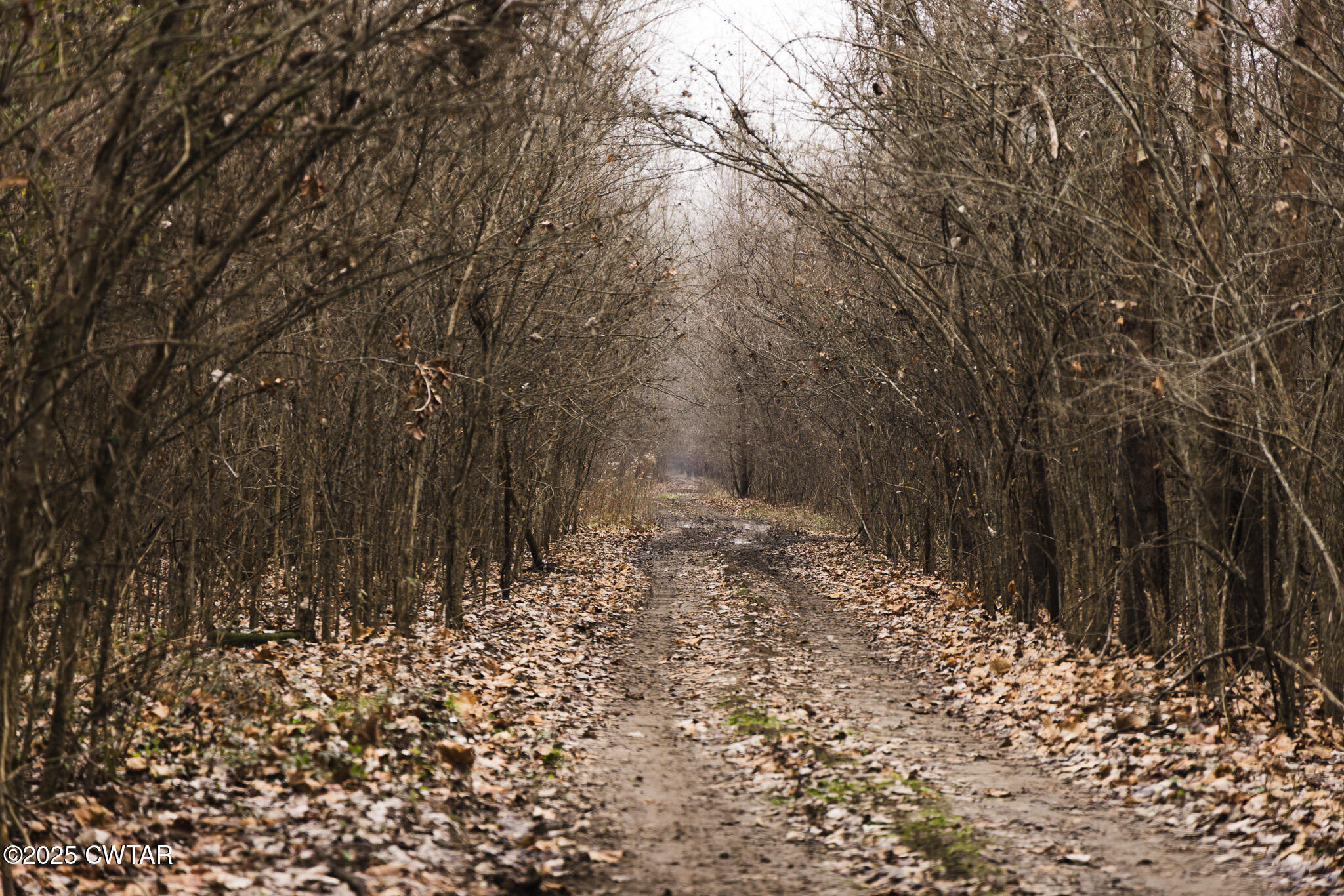 0 State Route 79 Ridgely, TN 38080 - Photo 14 of 30 a view of a yard with large trees