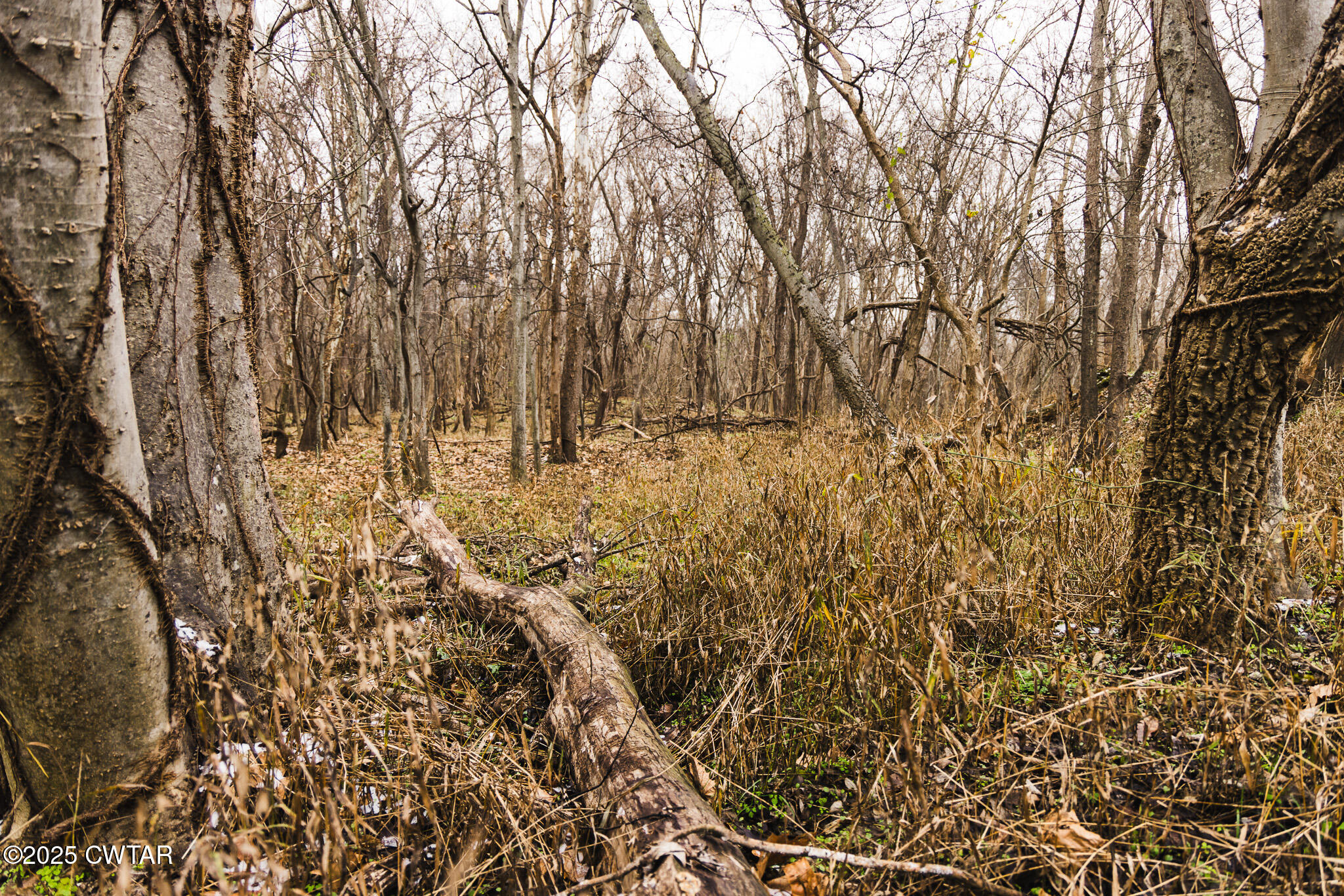 0 State Route 79 Ridgely, TN 38080 - Photo 16 of 30 a view of covered with green space