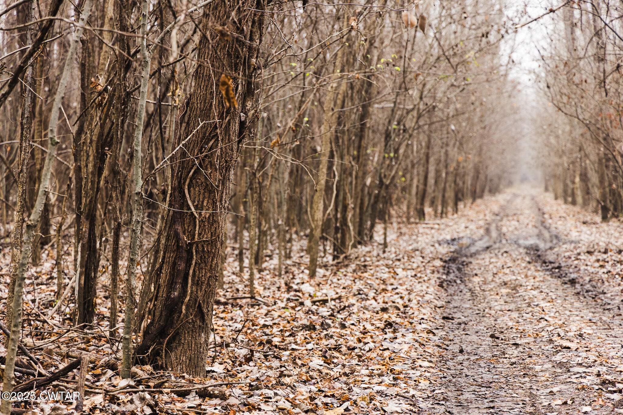 0 State Route 79 Ridgely, TN 38080 - Photo 17 of 30 a view of a yard with trees in the background
