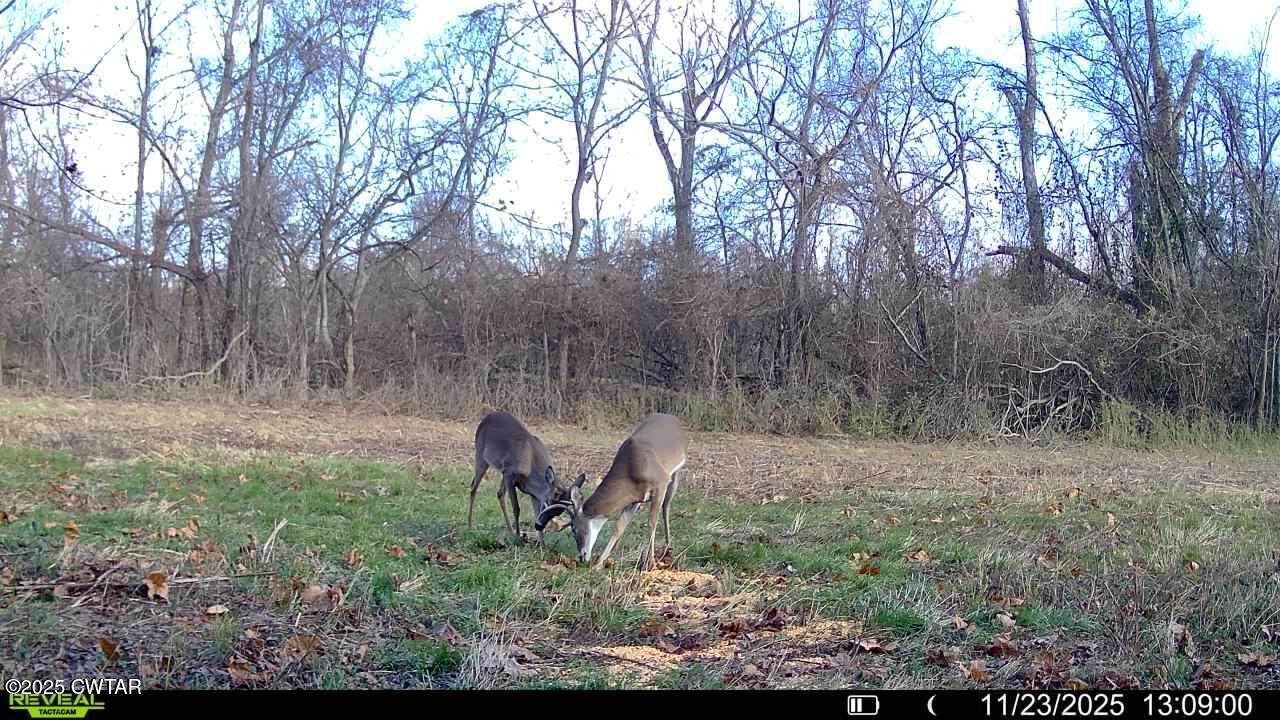 0 State Route 79 Ridgely, TN 38080 - Photo 19 of 30 a view of outdoor space with trees all around