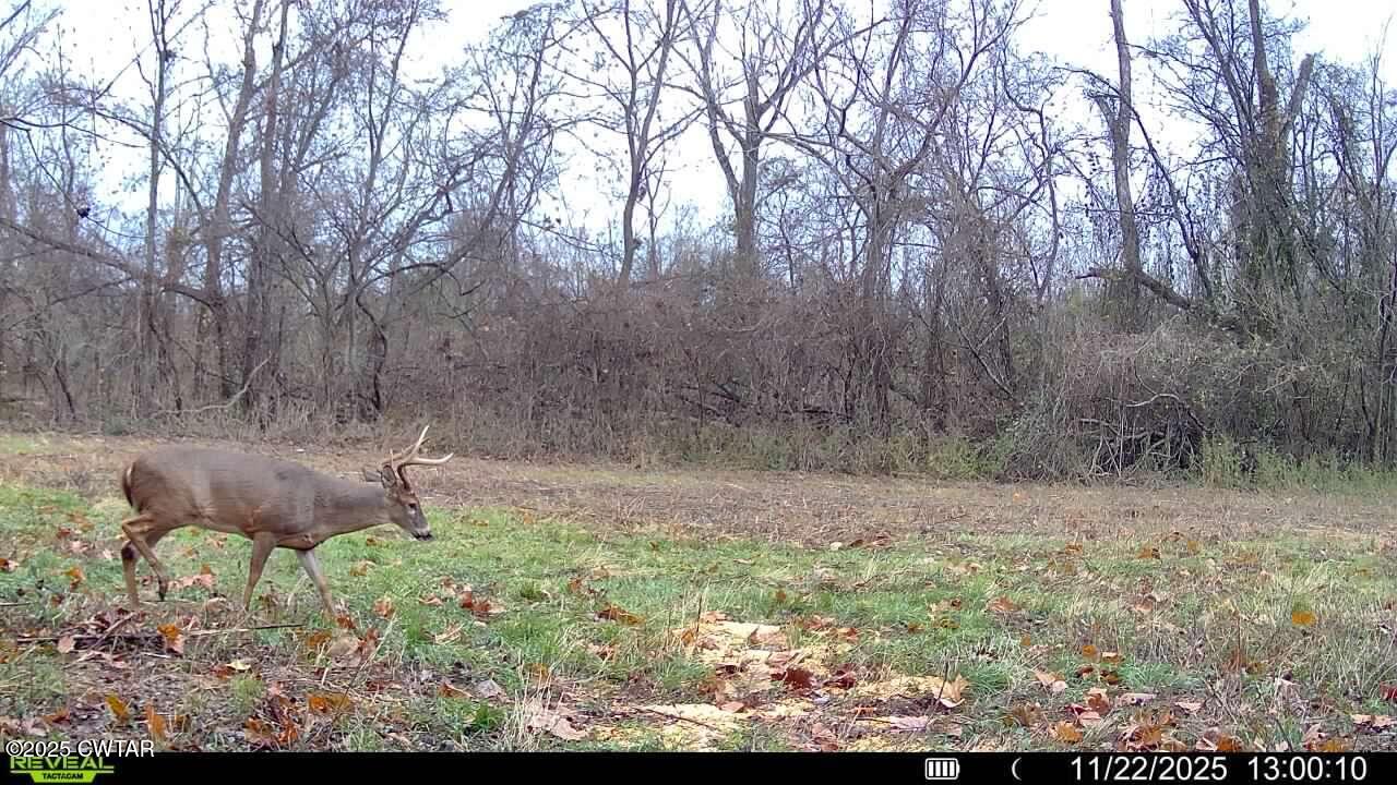 0 State Route 79 Ridgely, TN 38080 - Photo 20 of 30 a backyard of a house with lots of green space