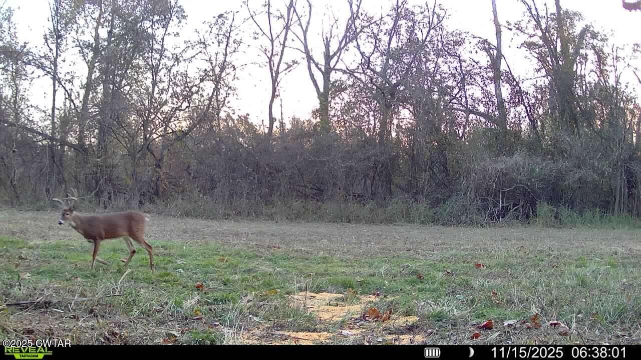 0 State Route 79 Ridgely, TN 38080 - Photo 22 of 30 a view of a backyard of the house