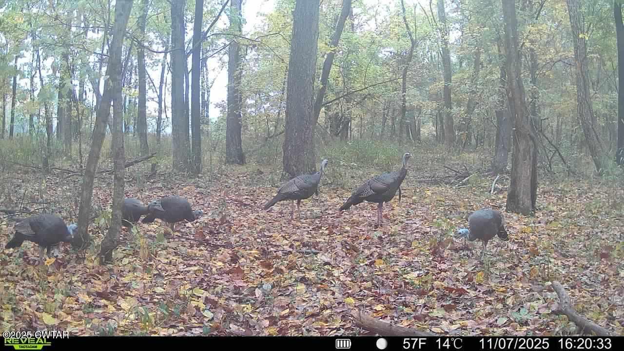 0 State Route 79 Ridgely, TN 38080 - Photo 27 of 30 a view of a forest filled with trees