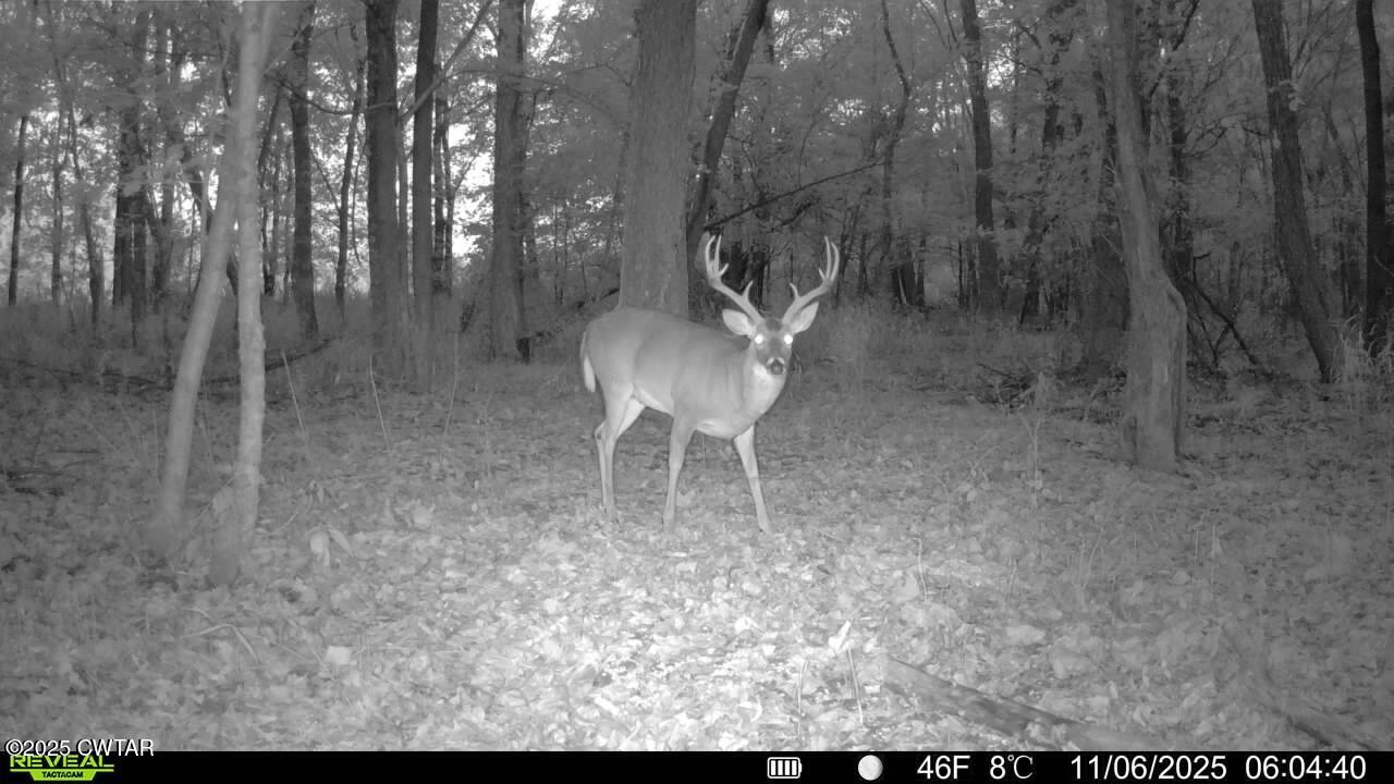 0 State Route 79 Ridgely, TN 38080 - Photo 28 of 30 a view of a yard