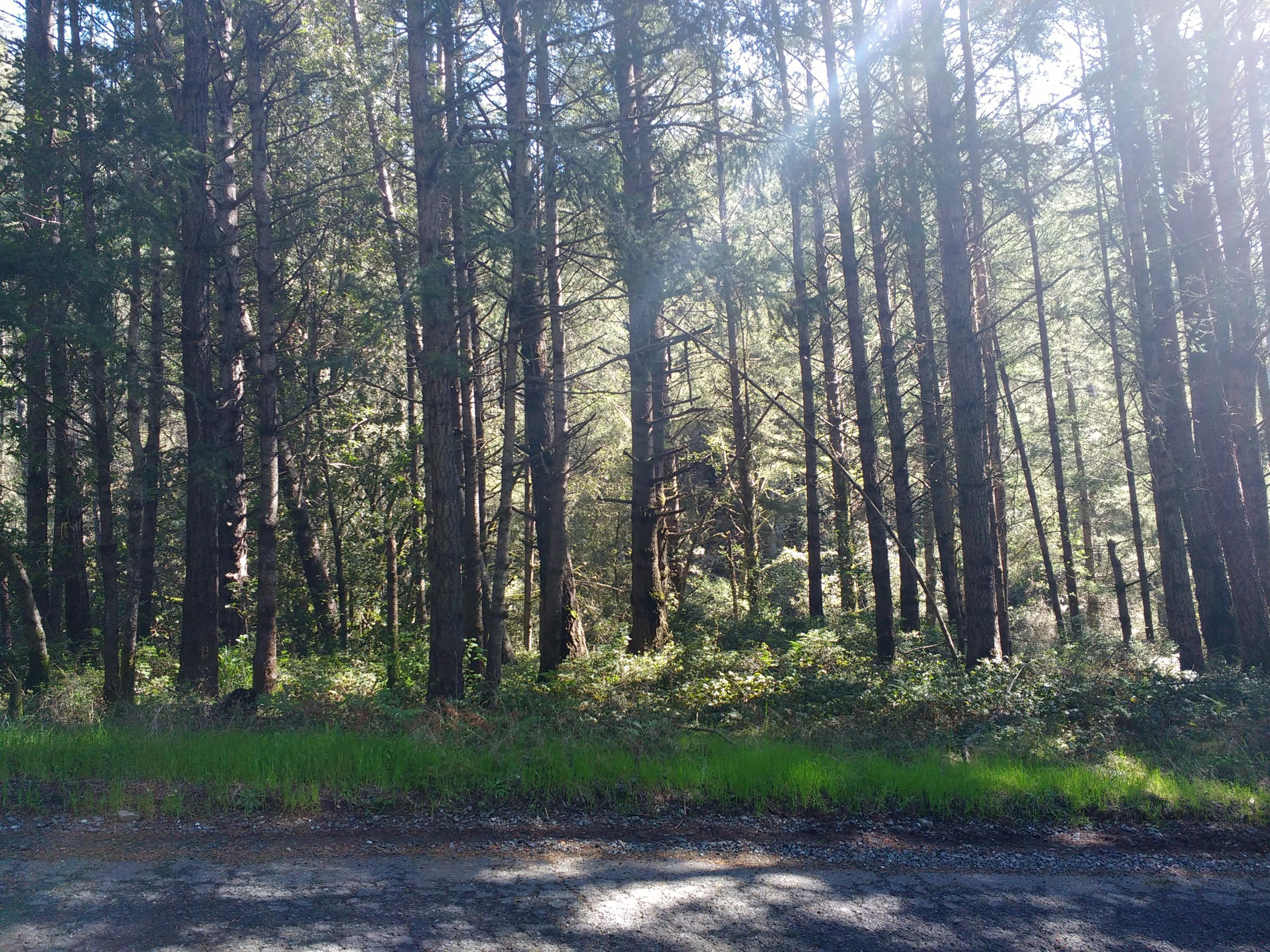 196 Seafoam Road Shelter Cove, CA 95589 - Photo 1 of 1 Gallery Image 1