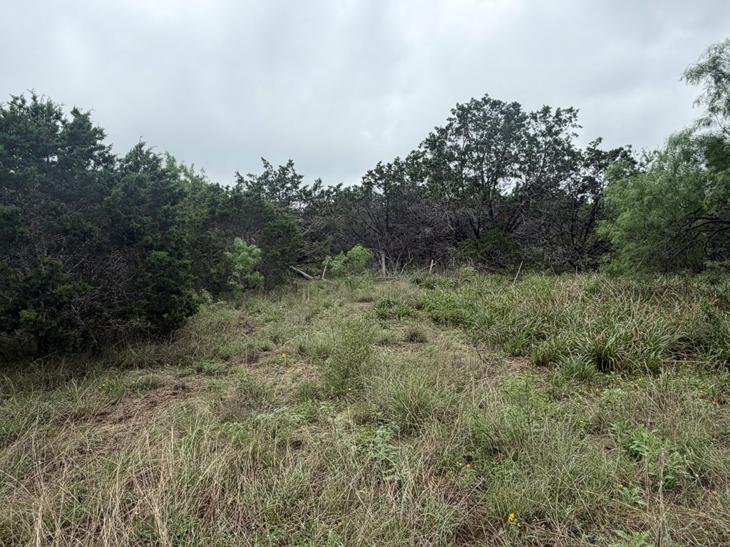 261 River Drive Rio Frio, TX 78879 - Photo 11 of 12 a view of a field of grass and trees