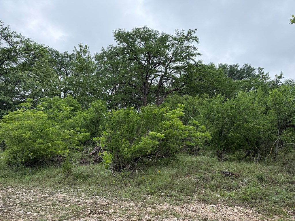 261 River Drive Rio Frio, TX 78879 - Photo 3 of 12 a view of a lush green forest with lots of trees