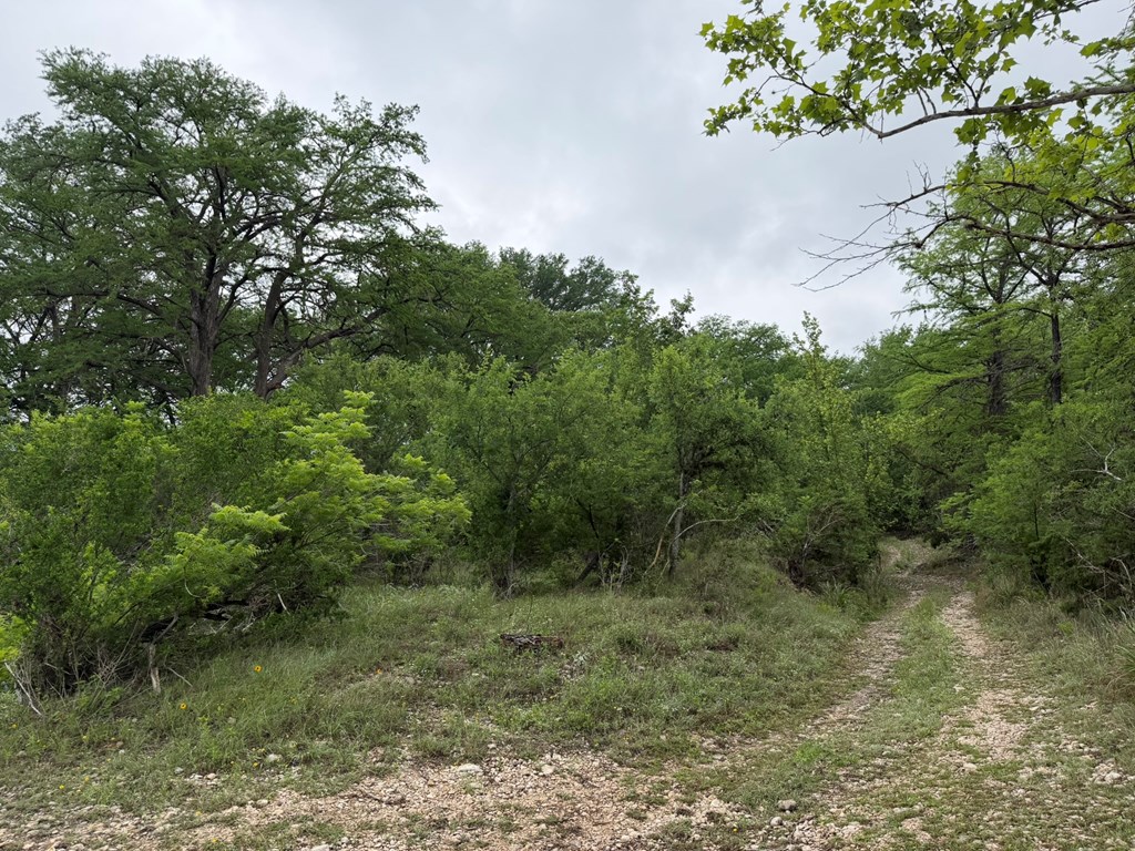 261 River Drive Rio Frio, TX 78879 - Photo 4 of 12 a view of a forest