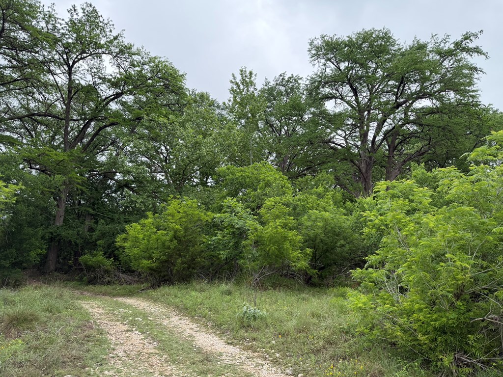 261 River Drive Rio Frio, TX 78879 - Photo 5 of 12 a view of a lush green forest