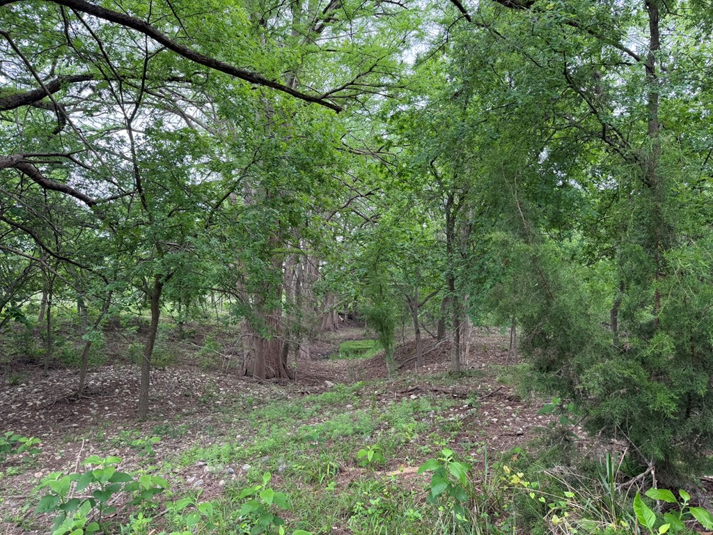 261 River Drive Rio Frio, TX 78879 - Photo 7 of 12 a view of a forest with trees in the background
