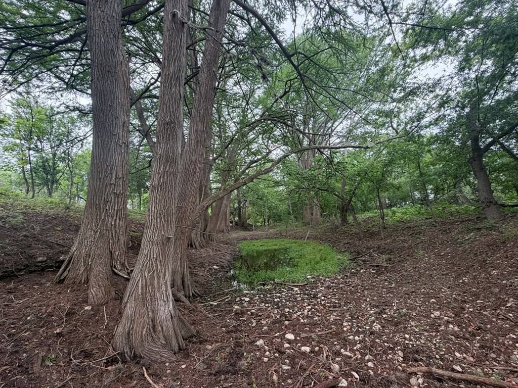 261 River Drive Rio Frio, TX 78879 - Photo 8 of 12 a backyard of a house with lots of green space