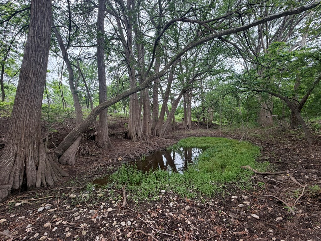 261 River Drive Rio Frio, TX 78879 - Photo 10 of 12 a view of a yard with large trees
