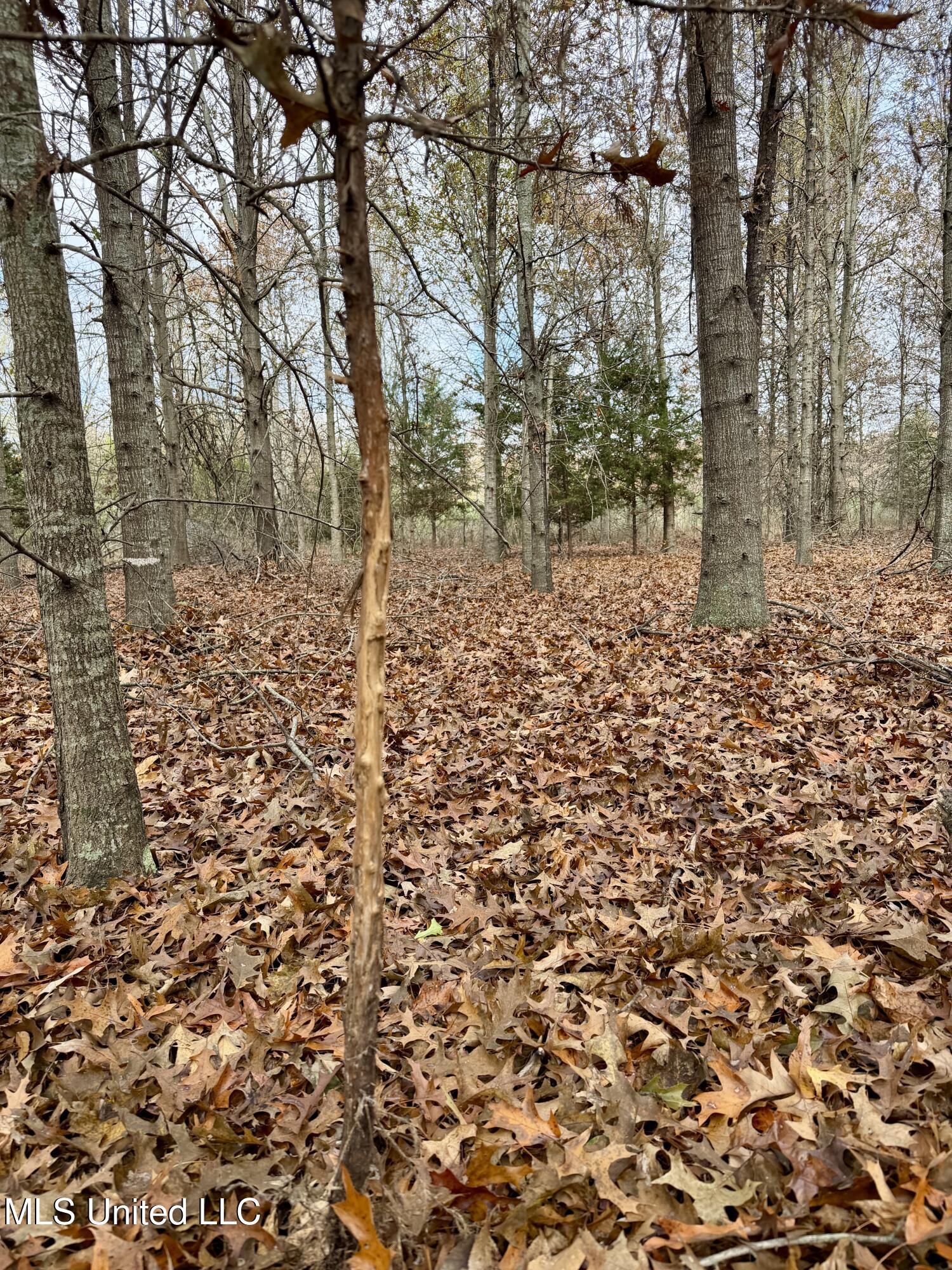 Fairview Road Charleston, MS 38921 - Photo 14 of 25 IMG_0782