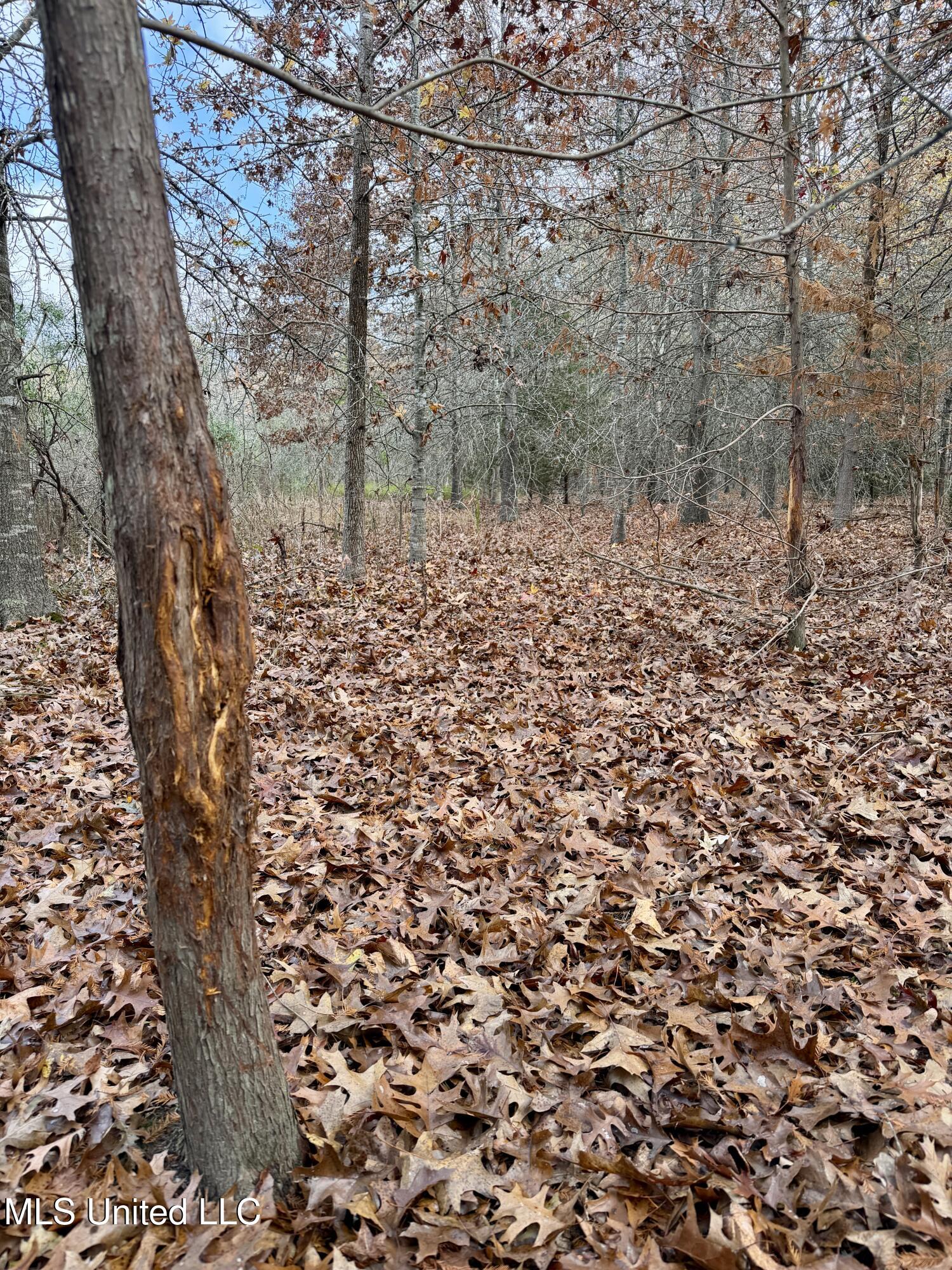 Fairview Road Charleston, MS 38921 - Photo 18 of 25 IMG_0786