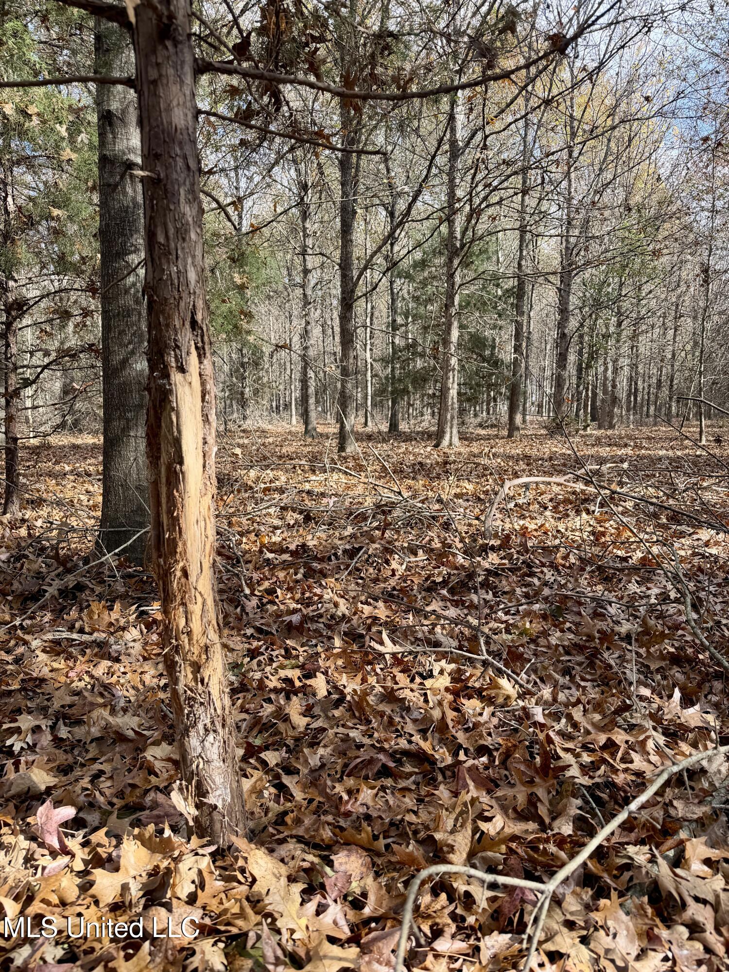 Fairview Road Charleston, MS 38921 - Photo 20 of 25 IMG_0789