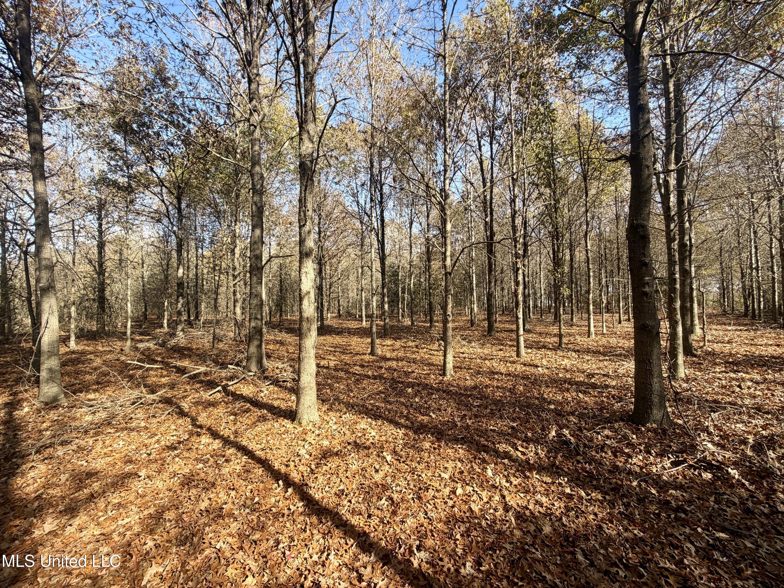 Fairview Road Charleston, MS 38921 - Photo 23 of 25 IMG_0792