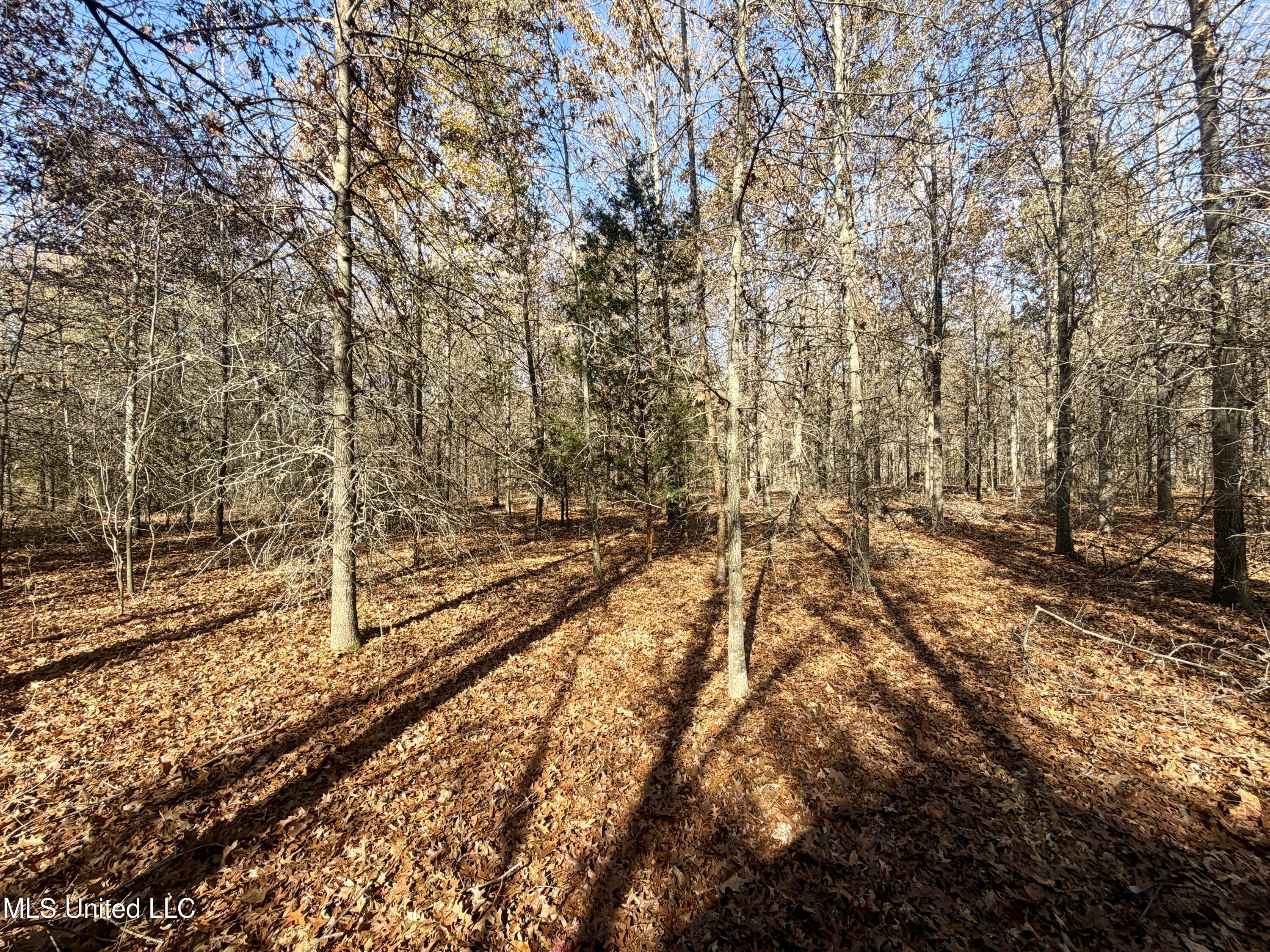 Fairview Road Charleston, MS 38921 - Photo 24 of 25 IMG_0793