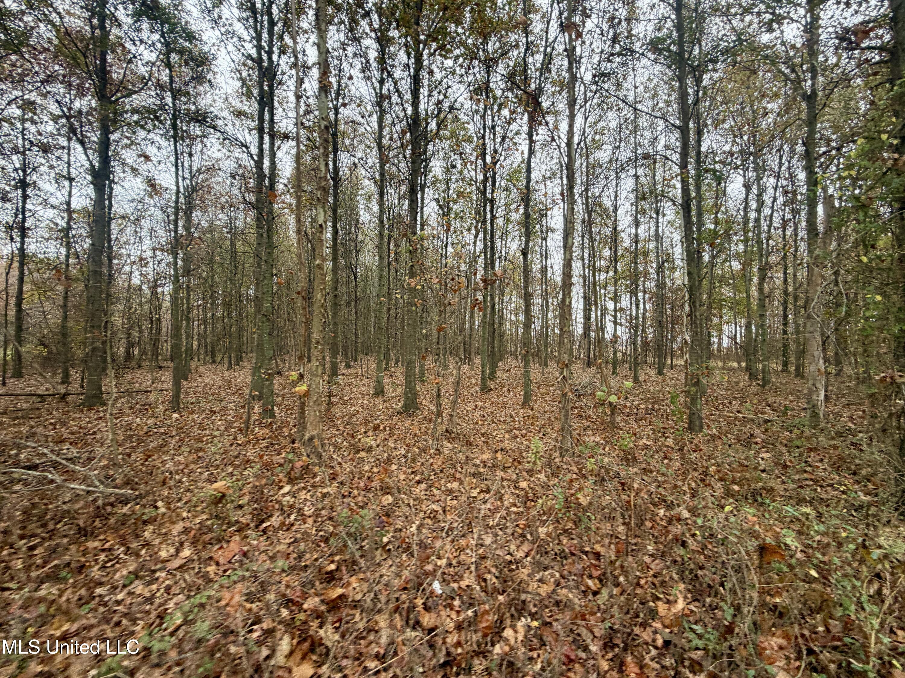 Fairview Road Charleston, MS 38921 - Photo 4 of 25 IMG_0761