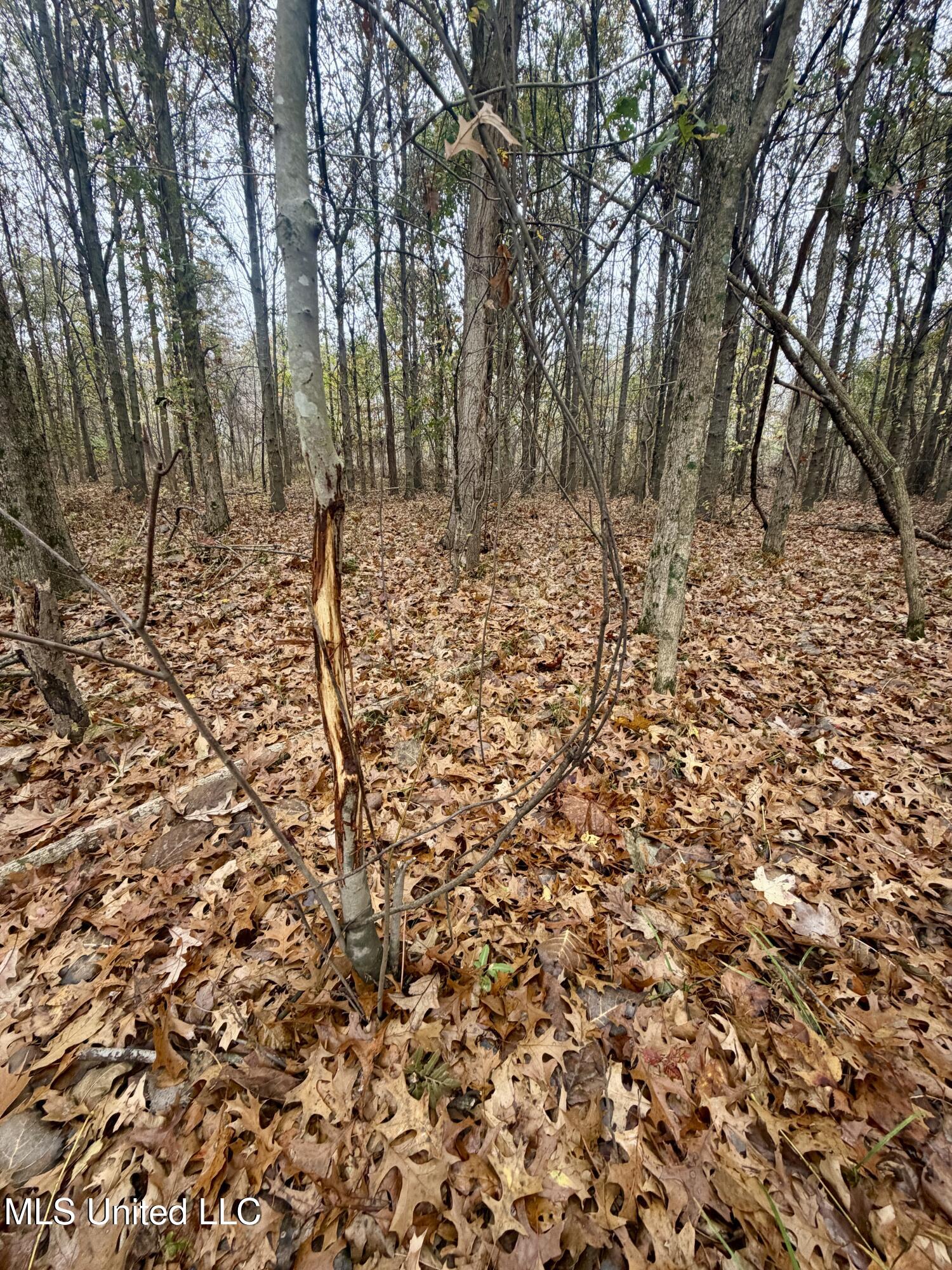 Fairview Road Charleston, MS 38921 - Photo 5 of 25 IMG_0762
