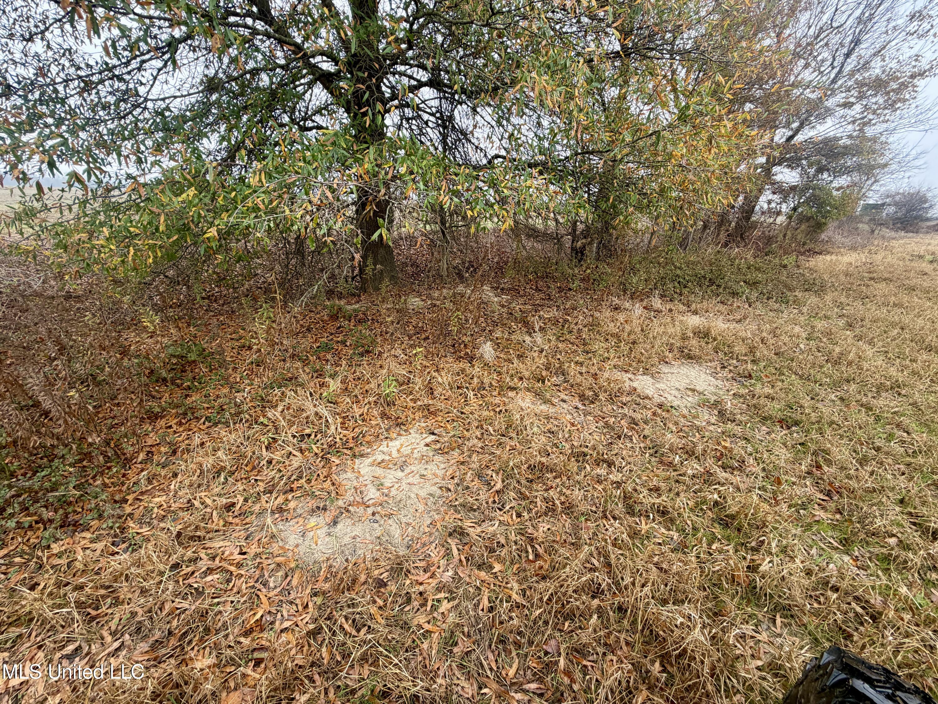 Fairview Road Charleston, MS 38921 - Photo 7 of 25 IMG_0765
