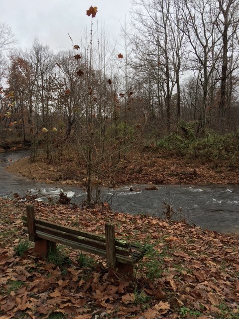 2146 Mt Torrey Road Lyndhurst, VA 22952 - Photo 4 of 15 a view of a bench in middle of forest