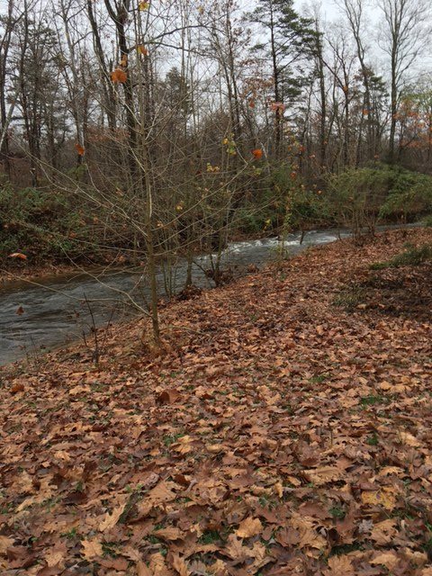2146 Mt Torrey Road Lyndhurst, VA 22952 - Photo 7 of 15 a view of a yard with a tree