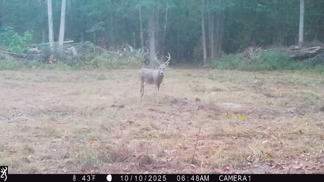 a view of a dry yard