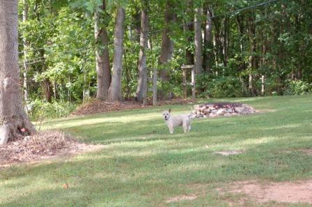 1266 Old Leaksville Road Ridgeway, VA 24148 - Photo 5 of 16 Backyard