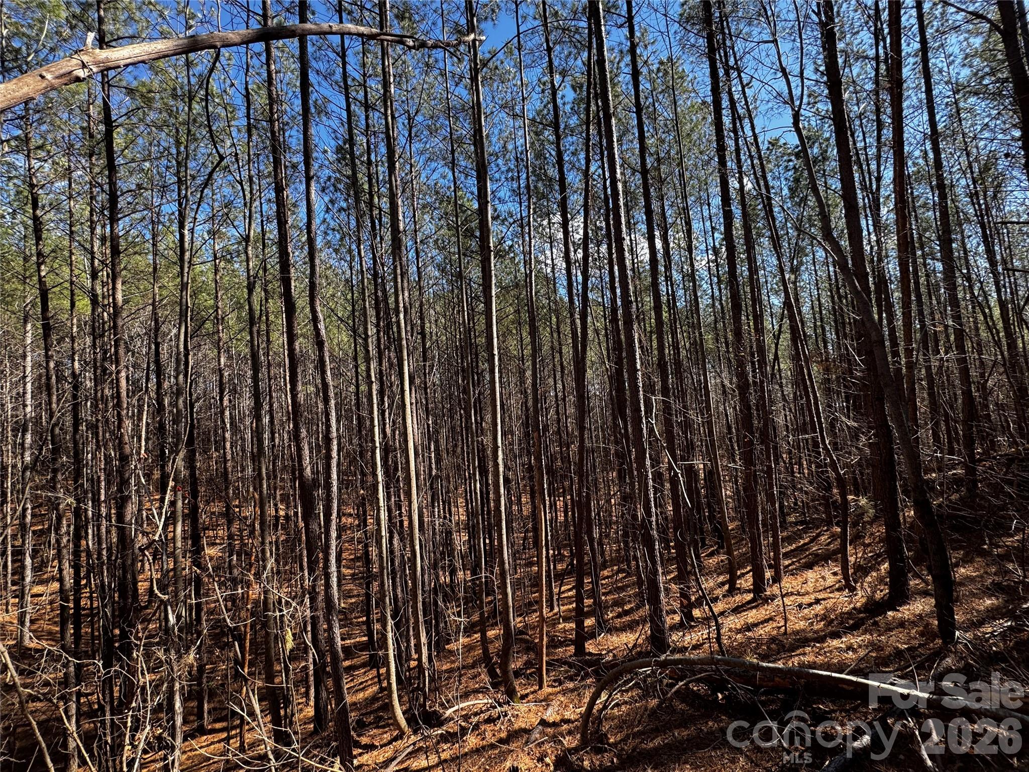 5 Geebees Way Mill Spring Mill Spring, NC 28756 - Photo 10 of 14