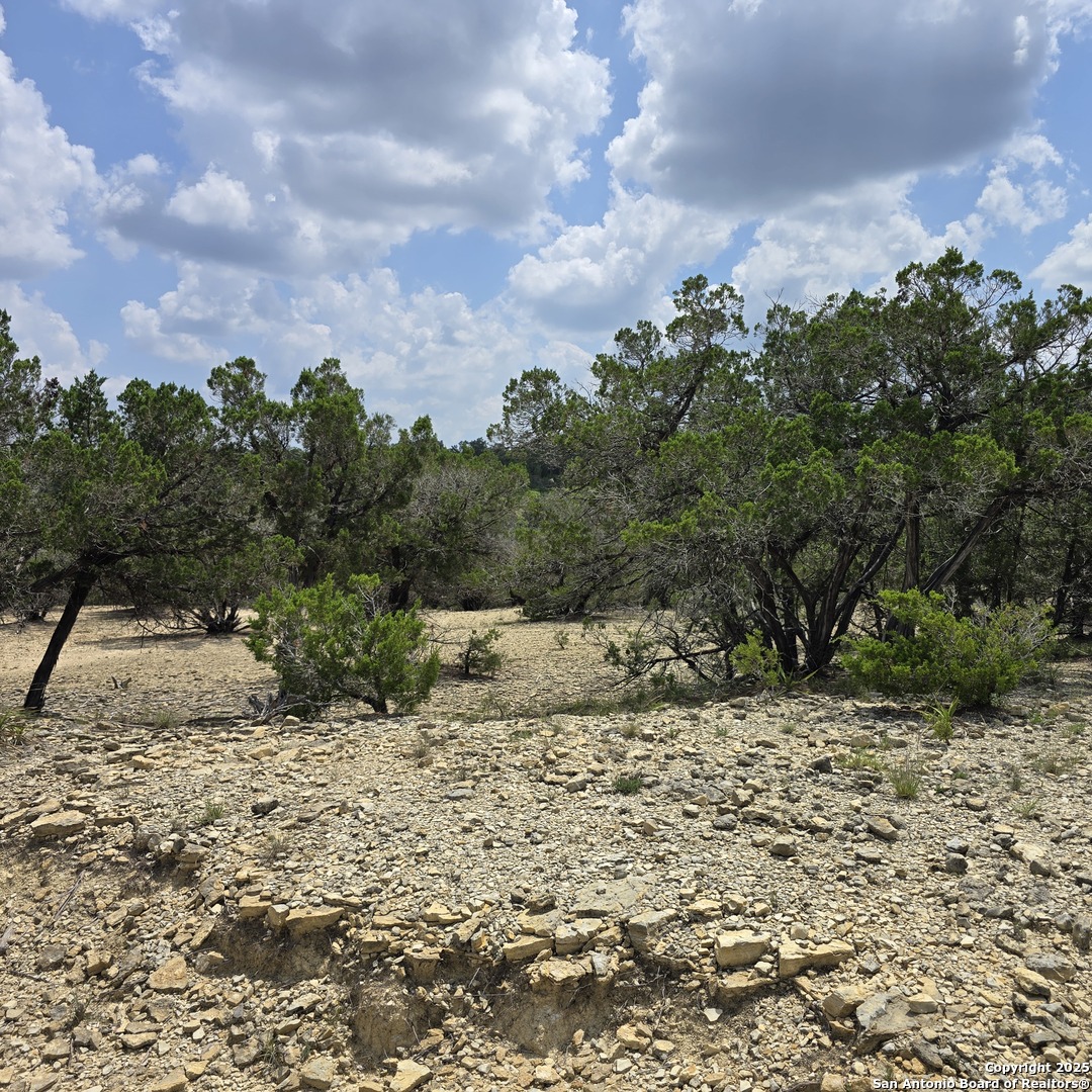 a view of a dry yard with trees