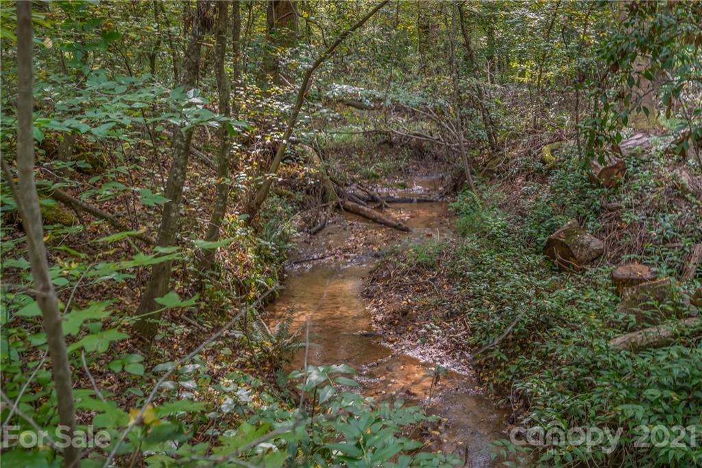 1426 Hayes Road Columbus, NC 28722 - Photo 42 of 45 a view of a forest with a tree