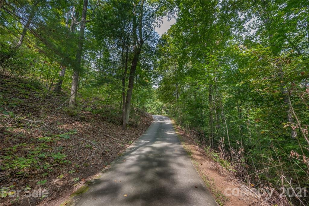 1426 Hayes Road Columbus, NC 28722 - Photo 6 of 45 a view of a forest with trees in the background