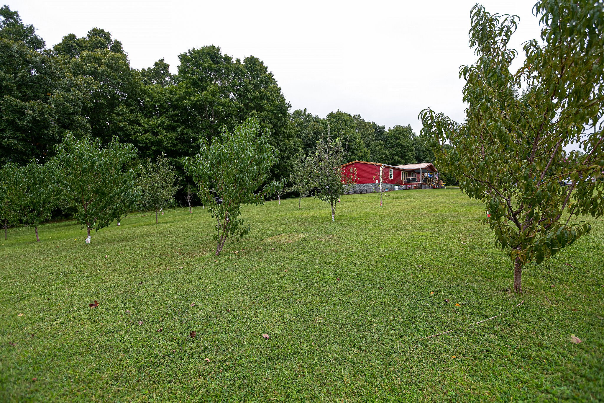7791 Lampley Road Primm Springs, TN 38476 - Photo 3 of 32 a garden with trees in the background