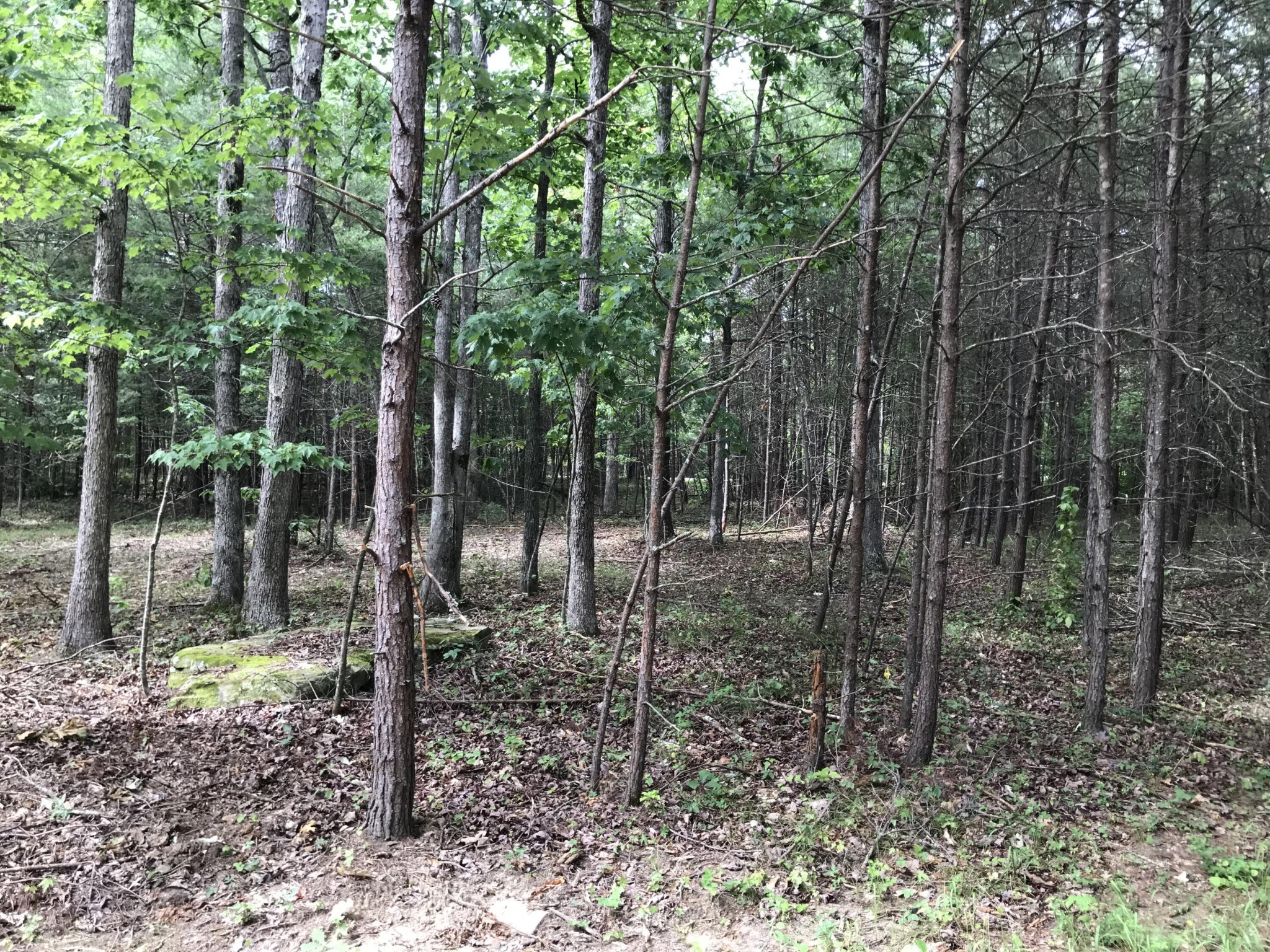 0 Quail Trail Dunlap, TN 37327 - Photo 10 of 36