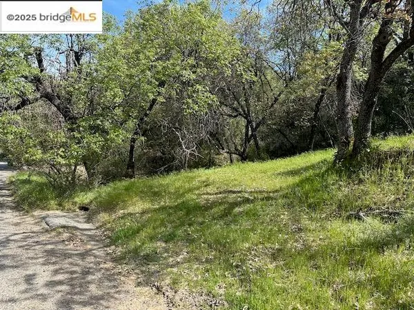 a view of a big yard with large trees