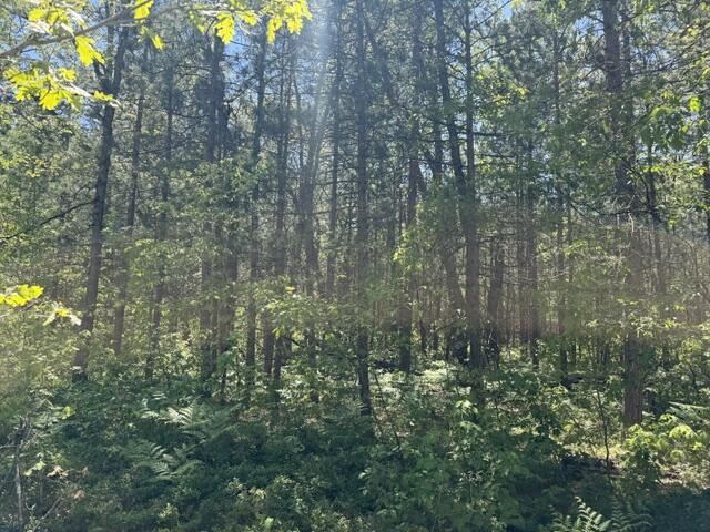 Parcel B West Usfs 5196 Baldwin, MI 49304 - Photo 6 of 6